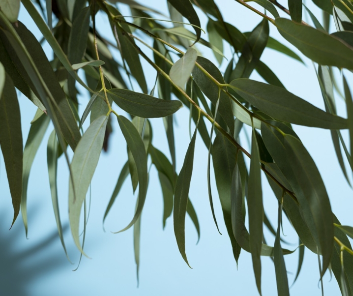 L’huile essentielle d’eucalyptus globuleux pour apaiser votre toux grasse.