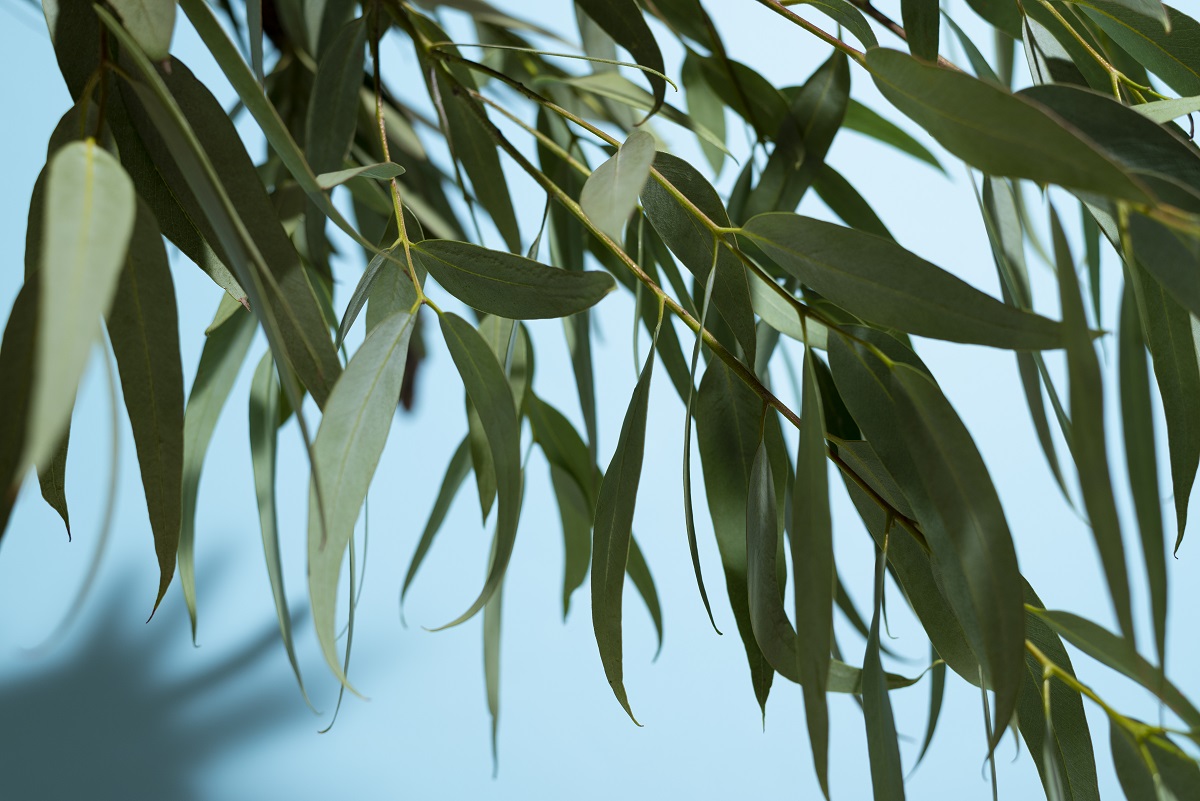 Feuilles d'eucalyptus.