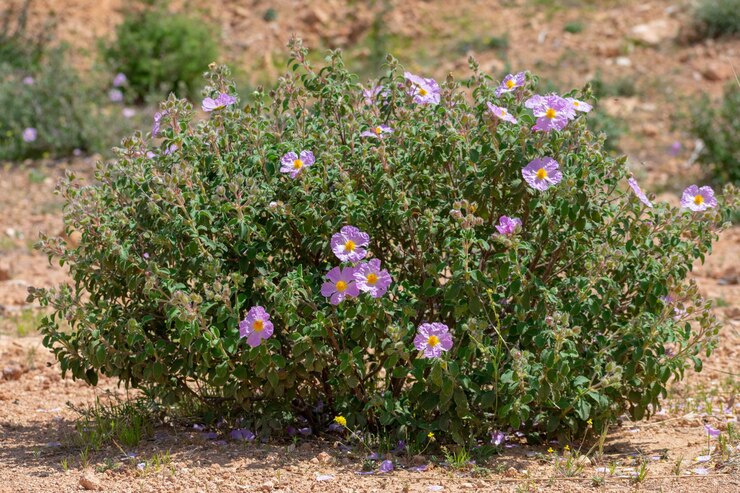 Buisson de ciste.