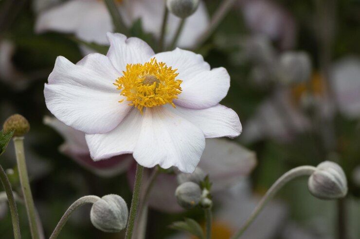 Fleur de ciste.