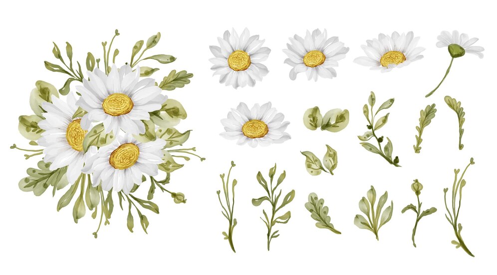 Dessin de fleurs de camomille.