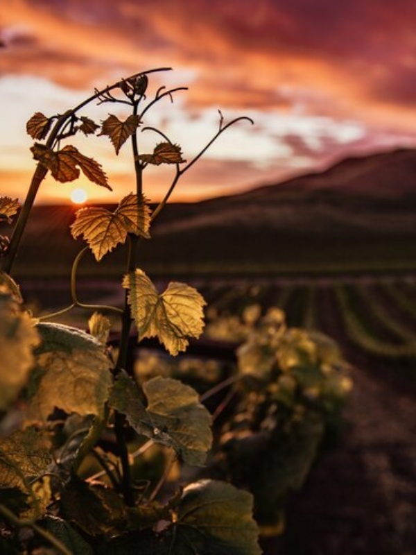 Vigne rouge : le soutien de votre circulation sanguine !