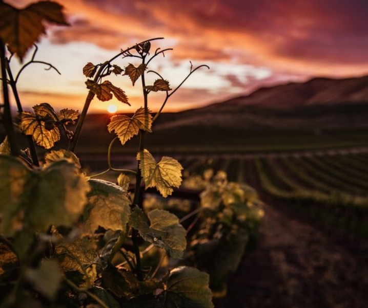 Vigne rouge : le soutien de votre circulation sanguine !