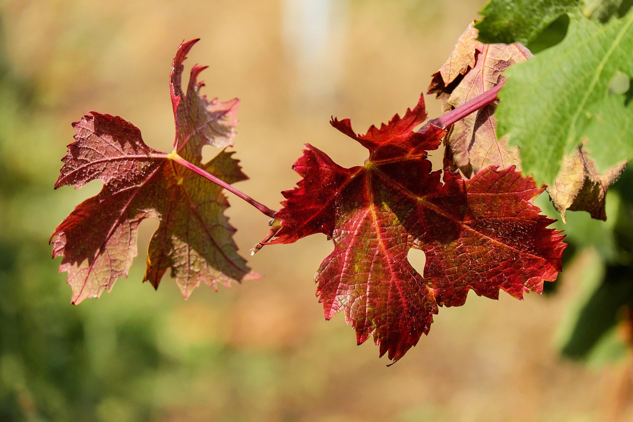 Vigne rouge : le soutien de votre circulation sanguine !