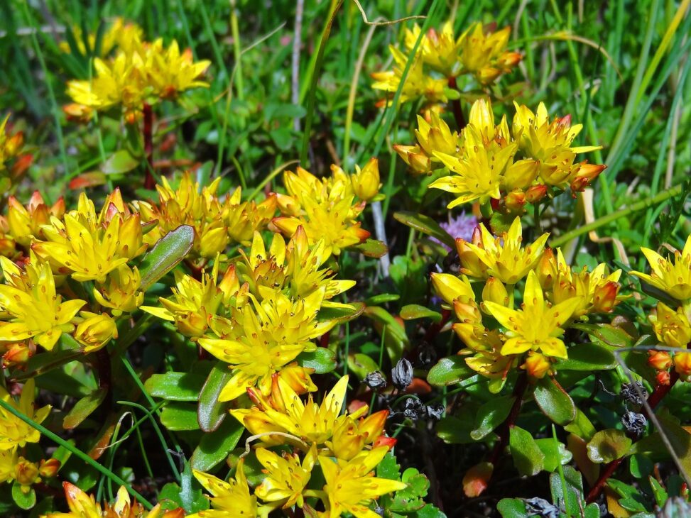 Rhodiole fleurs jaunes.