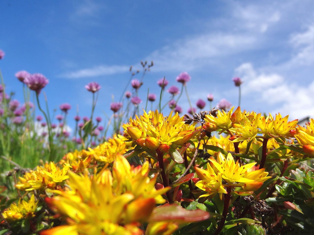 Fleurs de rhodiole, sedum ou orpin.